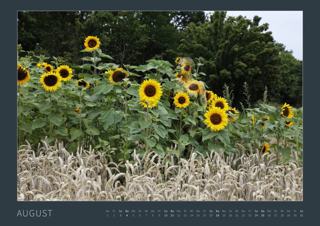 Das Monatsblatt August vom Bodypainting-Kalender NATURE ART 2024 von Künstler Jörg Düsterwald. Ein bemaltes Fotomodell steht an einem Feldrand zwischen großen Sonnenblumen.
