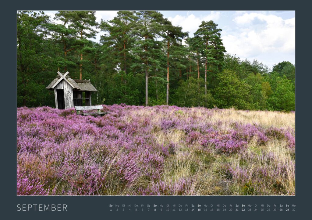 Das Monatsblatt November vom Bodypainting-Kalender NATURE ART 2024 von Künstler Jörg Düsterwald. Ein bemaltes Fotomodell liegt im Gras zwischen lilafarbenem Heidekraut.