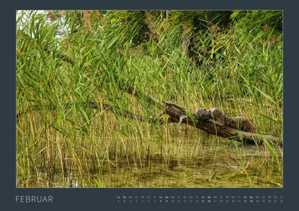 Das Monatsblatt Februar 2025 vom Bodypainting-Kalender NATURE ART 2024 von Künstler Jörg Düsterwald. Ein bemaltes Fotomodell liegt auf einem Baumstamm zwischen Schilf.