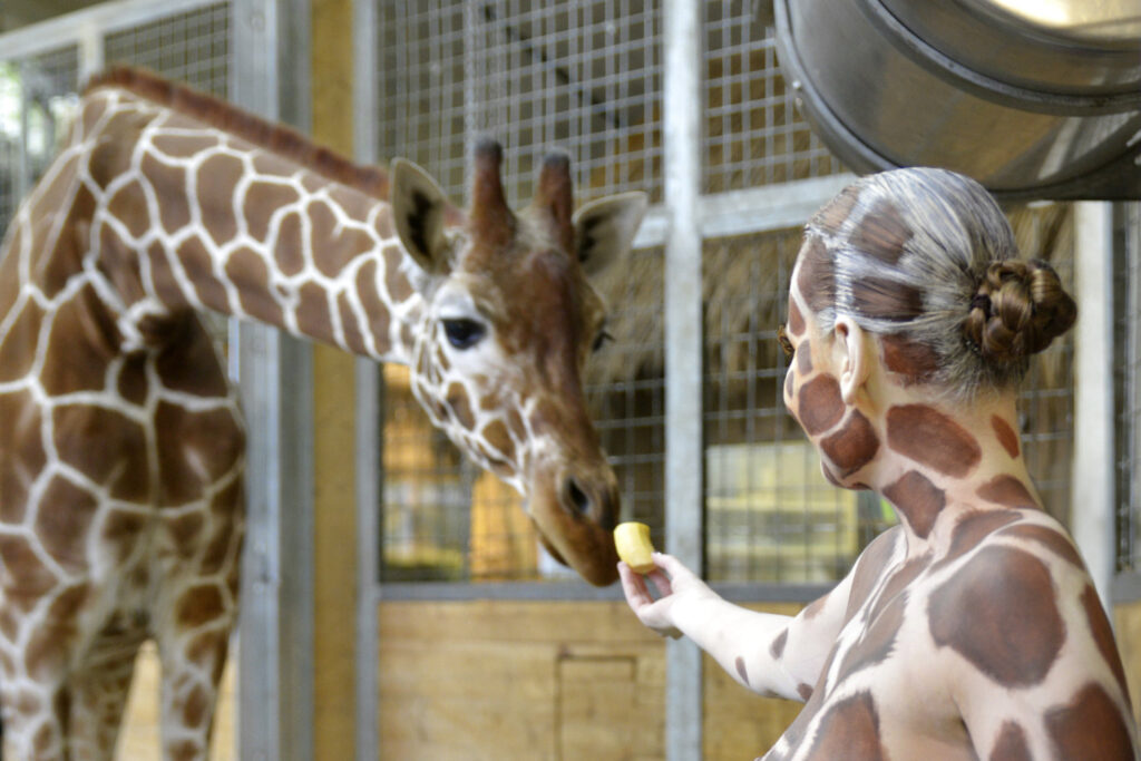 Ein Fotomodell wurde für das Kunstprojekt Animalart von Künstler Jörg Düsterwald mit einem Giraffenmuster bemalt. Sie steht in einem Zoogehege und füttert eine Giraffe mit einer Banane.