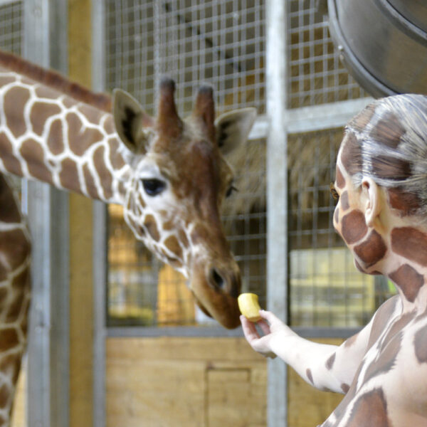 Ein Fotomodell wurde für das Kunstprojekt ANIMAL ART von Künstler Jörg Düsterwald vollständig mit einem Giraffenmuster bemalt. Die Frau posiert vor dem Giraffengehege in einem Zoo.