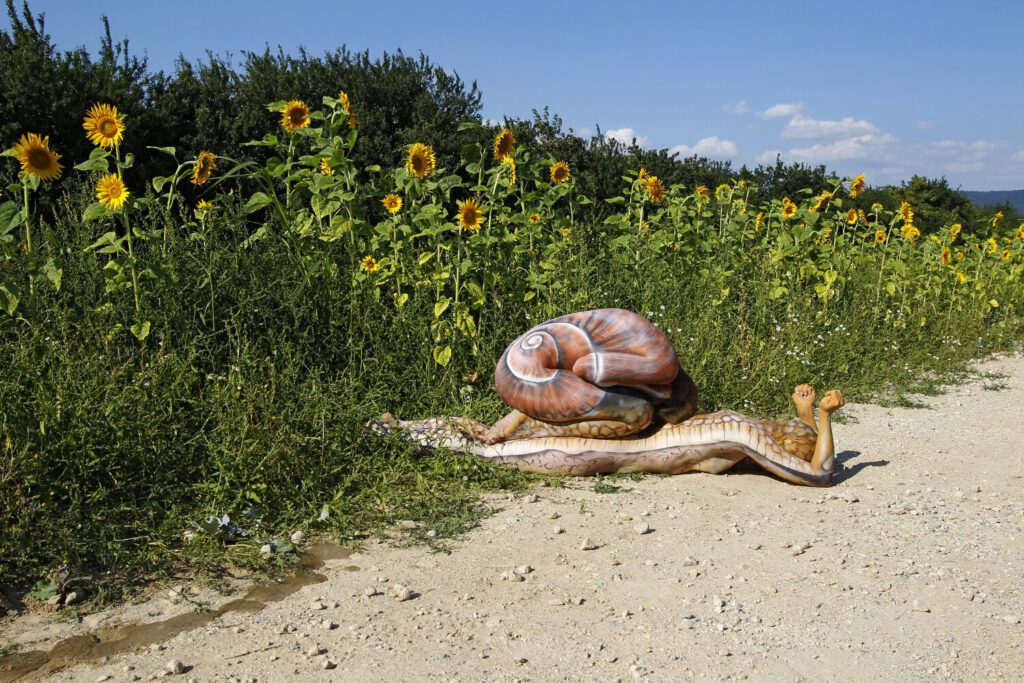 Zwei nackte Fotomodelle wurden von Künstler Jörg Düsterwald wie eine Schnecke bemalt. Eine Frau liegt bäuchlings unten, die andere sitzt zum Schneckenhaus zusammengerollt oben auf ihr. Zusammen bilden Sie eine überdimensionale Schnecke, die durch ein Sonnenblumenfeld kriecht.