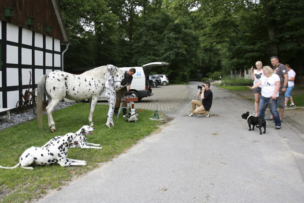 Zwei Dalmatiner-Hunde sitzen im Gras. Daneben steht ein weißes Pferd mit schwarzen Punkten sowie ein Hufschmied. Ein nacktes Fotomodell, auch weiß und mit schwarzen Punkten bemalt steht ebenfalls daneben. Ein Fotograf sitzt in der Hocke und fotografiert die Szene. Andere Leute schauen zu.