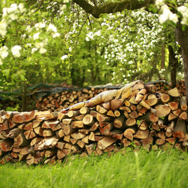 Frühlingsmotiv aus dem Körperkunstprojekt NATURE ART des Künstlers Jörg Düsterwald