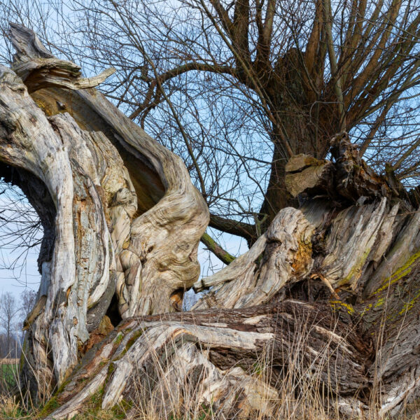 Baummotiv aus dem Körperkunstprojekt NATURE ART des Künstlers Jörg Düsterwald