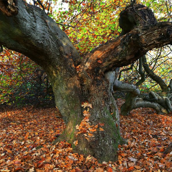 Herbstmotiv aus dem Körperkunstprojekt NATURE ART des Künstlers Jörg Düsterwald