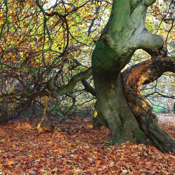 Herbstmotiv aus dem Körperkunstprojekt NATURE ART des Künstlers Jörg Düsterwald