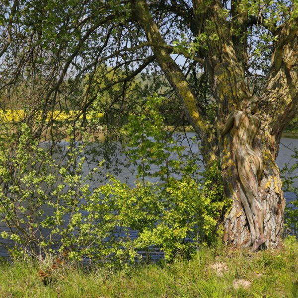 Baummotiv aus dem Körperkunstprojekt NATURE ART des Künstlers Jörg Düsterwald