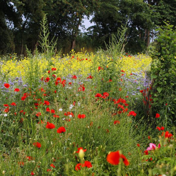 Frühlingsmotiv mit verschiedenen bunten Blumen aus dem Körperkunstprojekt NATURE ART des Künstlers Jörg Düsterwald mit einem Bodypaintingmodell.