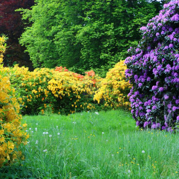 Rhododendron-Motiv von dem Körperkunstprojekt NATURE ART des Künstlers Jörg Düsterwald mit einem Bodypaintingmodell.