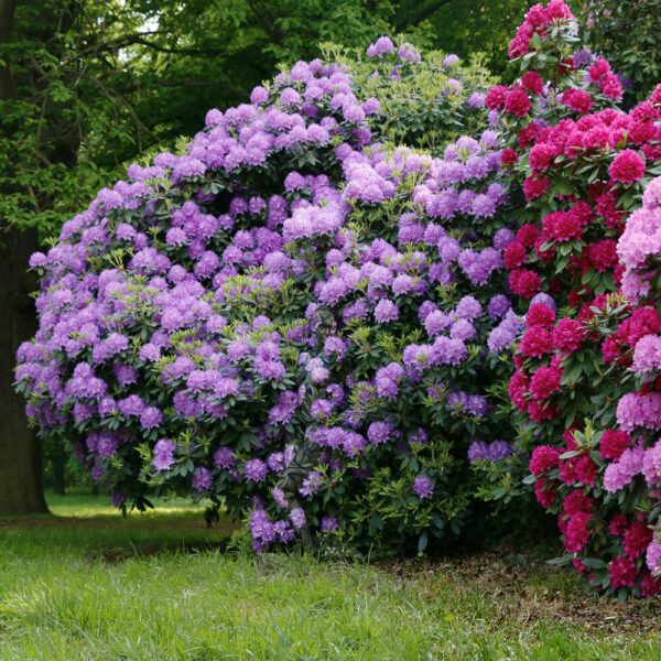 Rhododendron-Motiv von dem Körperkunstprojekt NATURE ART des Künstlers Jörg Düsterwald mit einem Bodypaintingmodell.