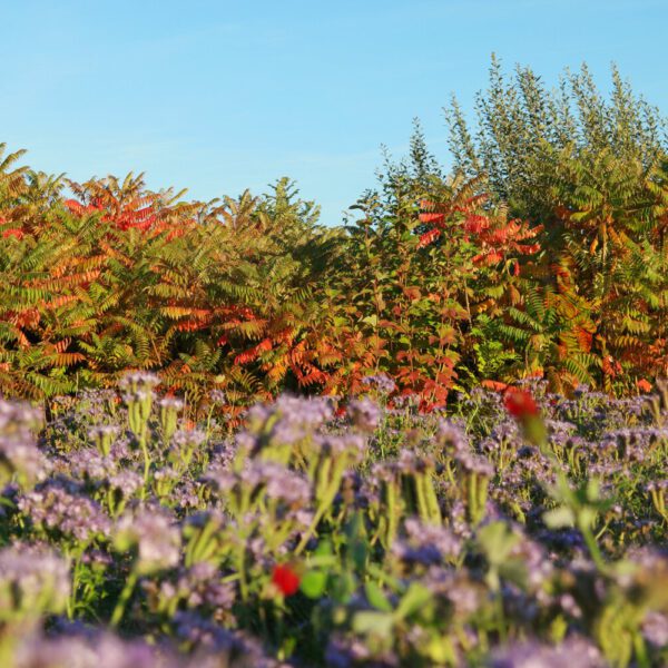 Herbstmotiv aus dem Körperkunstprojekt NATURE ART des Künstlers Jörg Düsterwald