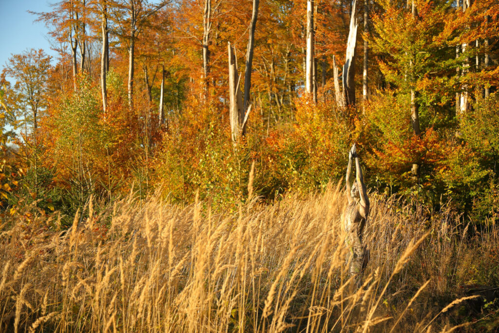 Herbstmotiv aus dem Körperkunstprojekt NATURE ART des Künstlers Jörg Düsterwald