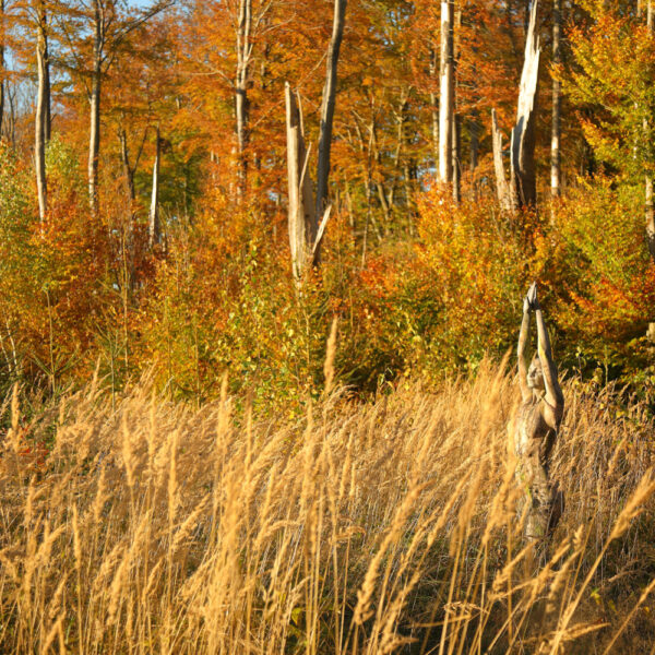 Herbstmotiv aus dem Körperkunstprojekt NATURE ART des Künstlers Jörg Düsterwald