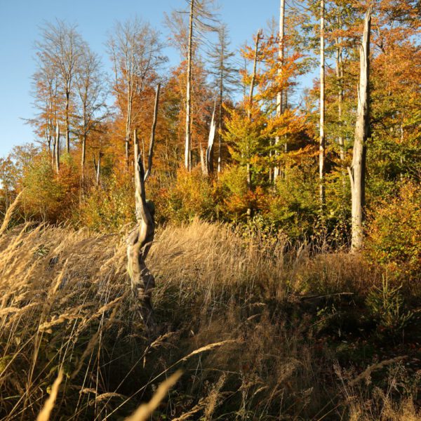 Herbstmotiv aus dem Körperkunstprojekt NATURE ART des Künstlers Jörg Düsterwald