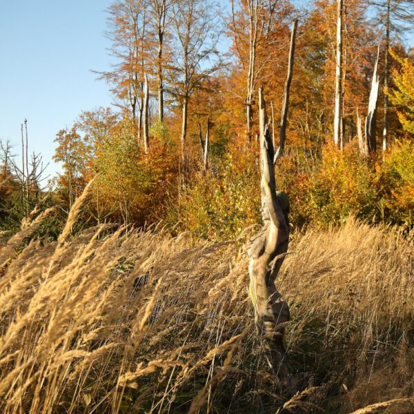 Herbstmotiv aus dem Körperkunstprojekt NATURE ART des Künstlers Jörg Düsterwald