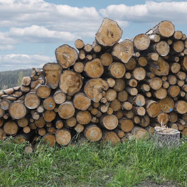 Holzstapelmotiv aus dem Körperkunstprojekt NATURE ART des Künstlers Jörg Düsterwald mit einem Bodypaintingmodell.