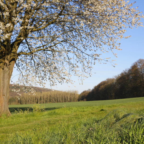 Kirschblüten-Motiv von dem Körperkunstprojekt NATURE ART des Künstlers Jörg Düsterwald mit einem Bodypaintingmodell.