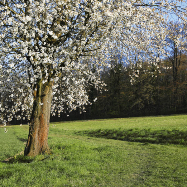 Kirschblüten-Motiv von dem Körperkunstprojekt NATURE ART des Künstlers Jörg Düsterwald mit einem Bodypaintingmodell.