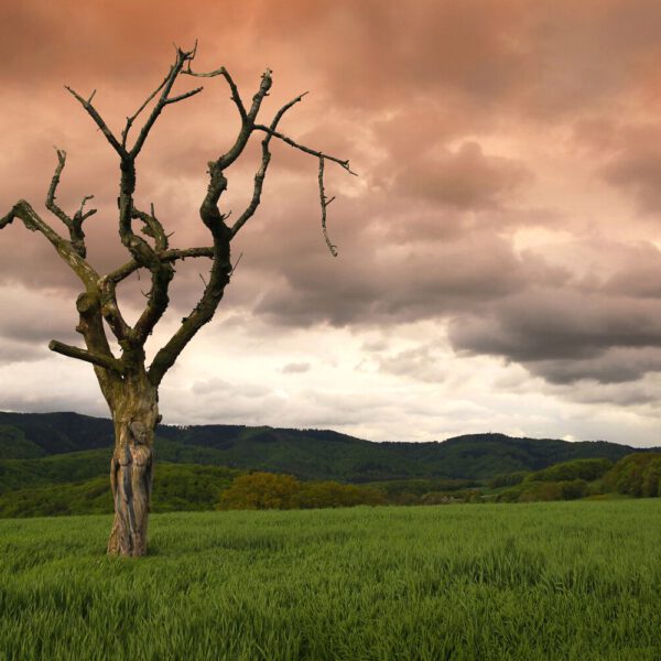 Feld-Motiv von dem Körperkunstprojekt NATURE ART des Künstlers Jörg Düsterwald mit einem Bodypaintingmodell.