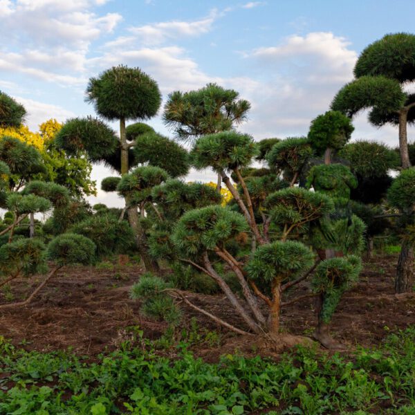 Gartenmotiv aus dem Körperkunstprojekt NATURE ART des Künstlers Jörg Düsterwald mit einem Bodypaintingmodell.