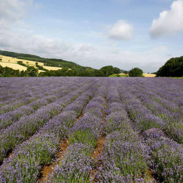 Lavendel-Motiv aus dem Körperkunstprojekt NATURE ART des Künstlers Jörg Düsterwald mit einem Bodypaintingmodell.