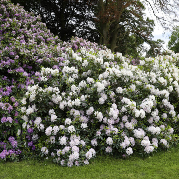 Rhododendron-Motiv von dem Körperkunstprojekt NATURE ART des Künstlers Jörg Düsterwald mit einem Bodypaintingmodell.