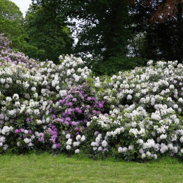 Rhododendron-Motiv von dem Körperkunstprojekt NATURE ART des Künstlers Jörg Düsterwald mit einem Bodypaintingmodell.