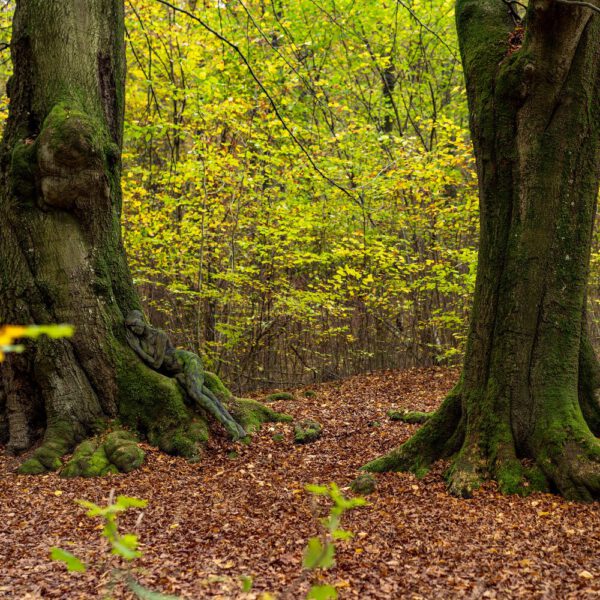 Buchen-Motiv von dem Körperkunstprojekt NATURE ART des Künstlers Jörg Düsterwald mit einem Bodypaintingmodell.