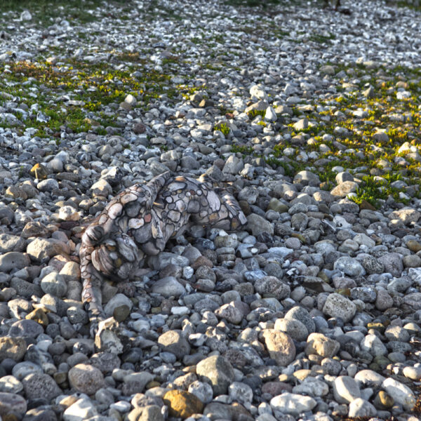 Strandsteine-Motiv aus dem Körperkunstprojekt NATURE ART des Künstlers Jörg Düsterwald