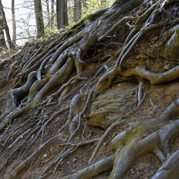 Baumwurzel-Motiv von dem Körperkunstprojekt NATURE ART des Künstlers Jörg Düsterwald mit einem Bodypaintingmodell.