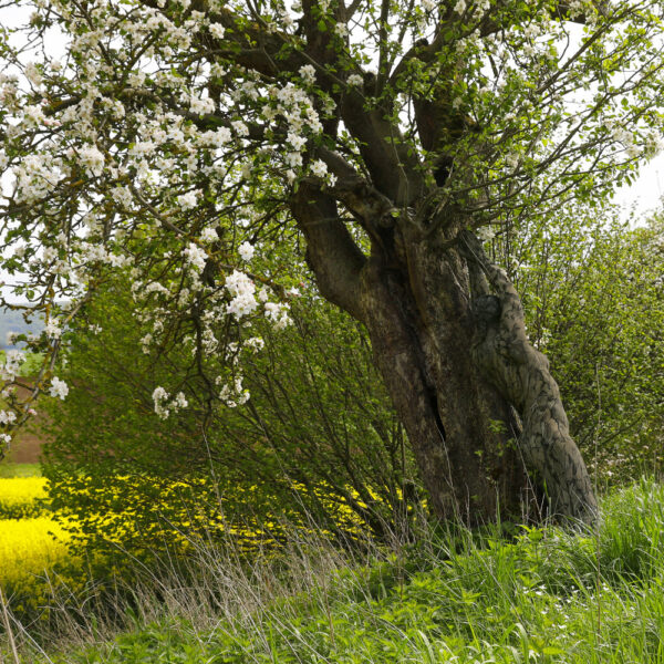 Apfelblüten-Motiv von dem Körperkunstprojekt NATURE ART des Künstlers Jörg Düsterwald mit einem Bodypaintingmodell.