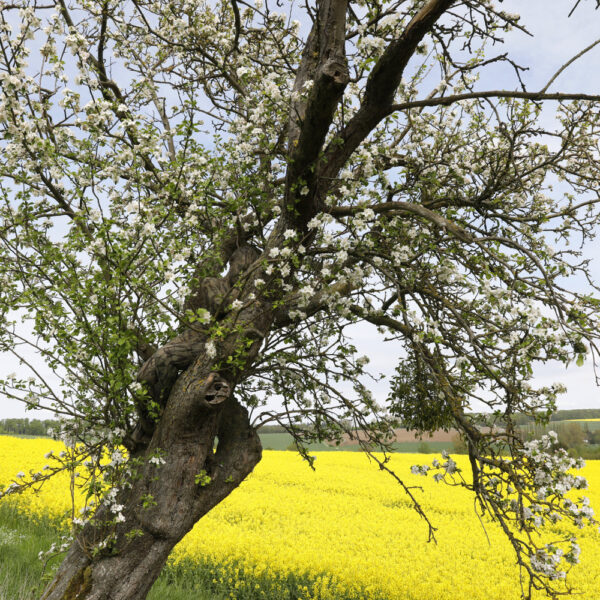 Apfelblüten-Motiv von dem Körperkunstprojekt NATURE ART des Künstlers Jörg Düsterwald mit einem Bodypaintingmodell.