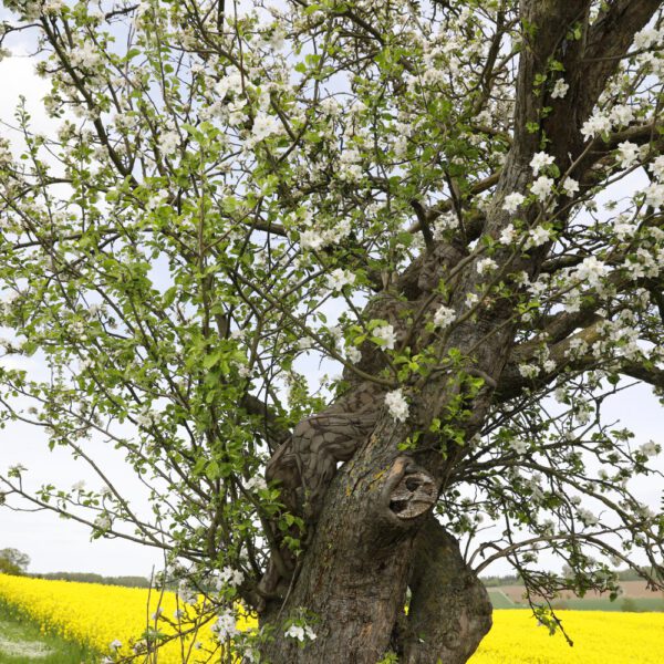 Apfelblüten-Motiv von dem Körperkunstprojekt NATURE ART des Künstlers Jörg Düsterwald mit einem Bodypaintingmodell.