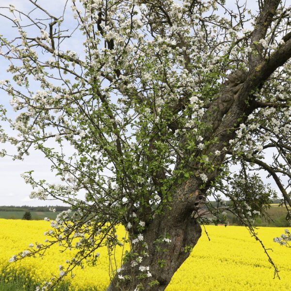 Apfelblüten-Motiv von dem Körperkunstprojekt NATURE ART des Künstlers Jörg Düsterwald mit einem Bodypaintingmodell.