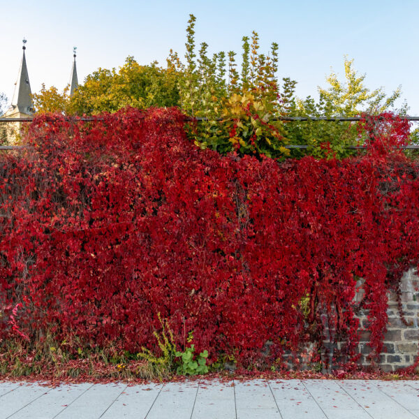 Herbstmotiv aus dem Körperkunstprojekt NATURE ART des Künstlers Jörg Düsterwald.
