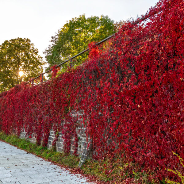 Herbstmotiv aus dem Körperkunstprojekt NATURE ART des Künstlers Jörg Düsterwald.