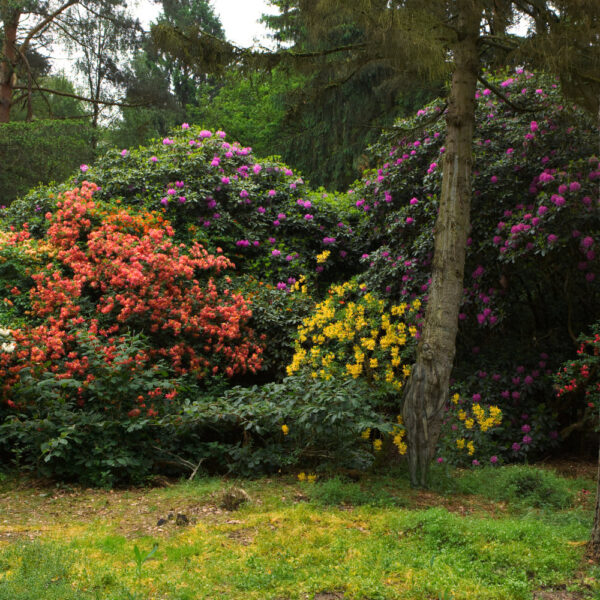 Rhododendronpark-Motiv von dem Körperkunstprojekt NATURE ART des Künstlers Jörg Düsterwald mit einem Bodypaintingmodell.