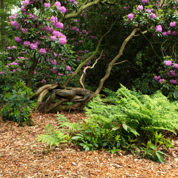 Rhododendronpark-Motiv von dem Körperkunstprojekt NATURE ART des Künstlers Jörg Düsterwald mit einem Bodypaintingmodell.