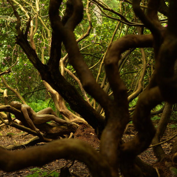 Rhododendronpark-Motiv von dem Körperkunstprojekt NATURE ART des Künstlers Jörg Düsterwald mit einem Bodypaintingmodell.