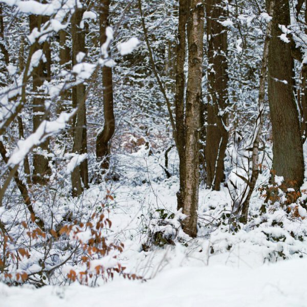 Winter-Motiv von dem Körperkunstprojekt NATURE ART des Künstlers Jörg Düsterwald mit einem Bodypaintingmodell.