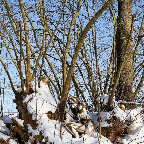 Winter-Motiv von dem Körperkunstprojekt NATURE ART des Künstlers Jörg Düsterwald mit einem Bodypaintingmodell.