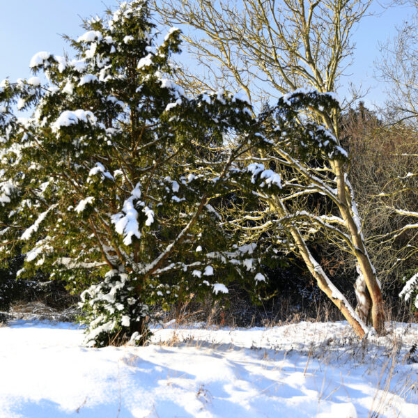 Winter-Motiv von dem Körperkunstprojekt NATURE ART des Künstlers Jörg Düsterwald mit einem Bodypaintingmodell.