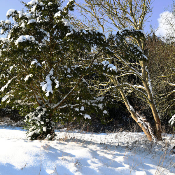 Winter-Motiv von dem Körperkunstprojekt NATURE ART des Künstlers Jörg Düsterwald mit einem Bodypaintingmodell.