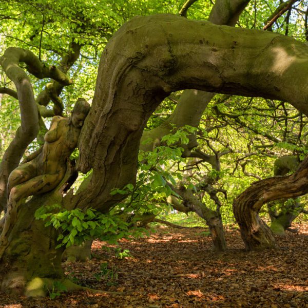 Süntelbuchen-Motiv von dem Körperkunstprojekt NATURE ART des Künstlers Jörg Düsterwald mit einem Bodypaintingmodell.