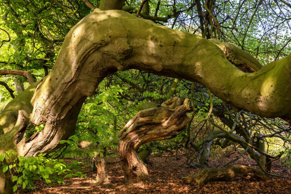 Süntelbuchen-Motiv von dem Körperkunstprojekt NATURE ART des Künstlers Jörg Düsterwald mit einem Bodypaintingmodell.