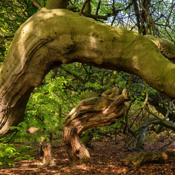 Süntelbuchen-Motiv von dem Körperkunstprojekt NATURE ART des Künstlers Jörg Düsterwald mit einem Bodypaintingmodell.