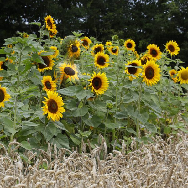 Sonnenblumen-Motiv aus dem Körperkunstprojekt NATURE ART des Künstlers Jörg Düsterwald mit einem Bodypaintingmodell.