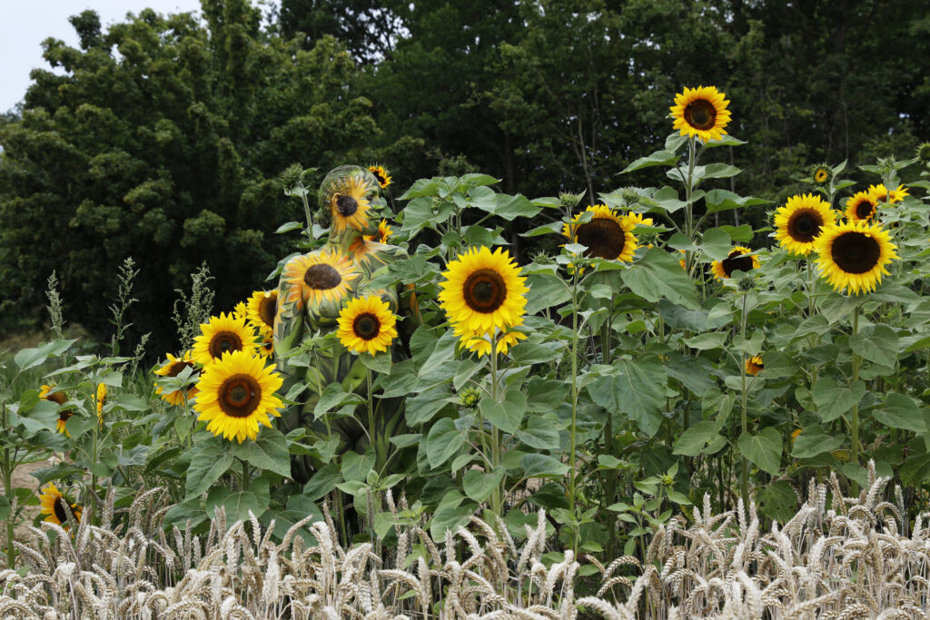 Sonnenblumen-Motiv aus dem Körperkunstprojekt NATURE ART des Künstlers Jörg Düsterwald mit einem Bodypaintingmodell.