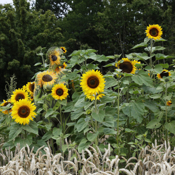 Sonnenblumen-Motiv aus dem Körperkunstprojekt NATURE ART des Künstlers Jörg Düsterwald mit einem Bodypaintingmodell.